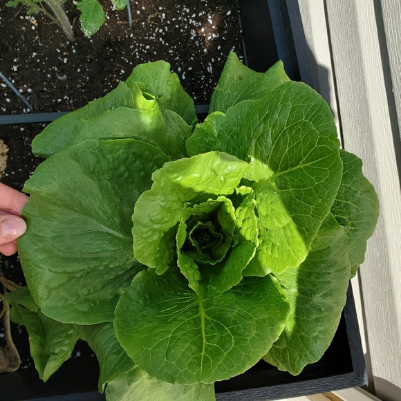 Meet your Posher, Adela - Picture 1 of 1